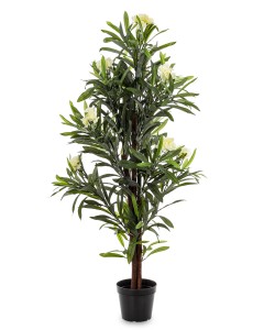 Roślina Dekoracyjna Oleander