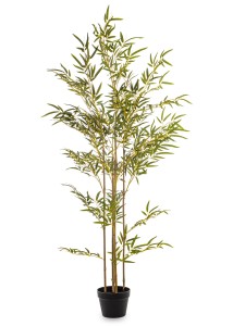 Roslina Dekoracyjna Bambus